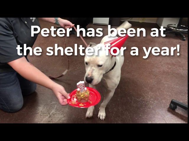 peter s one year at the shelter